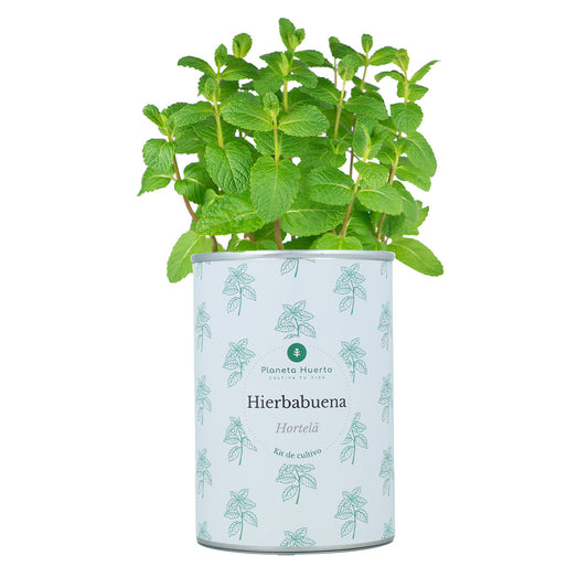 Anbausatz für aromatische Minze Planeta Huerto