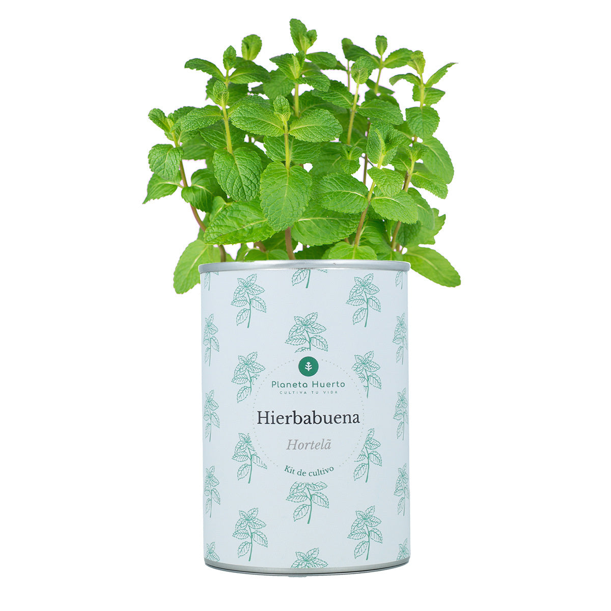 Pack Kits de cultivo aromáticas Planeta Huerto