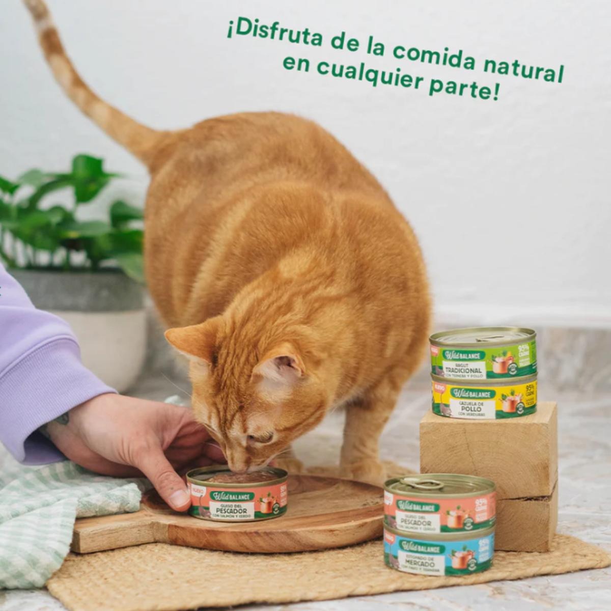 Pack ragoût du pêcheur au saumon et au porc pour chats 6 x 80 g Wild Balance