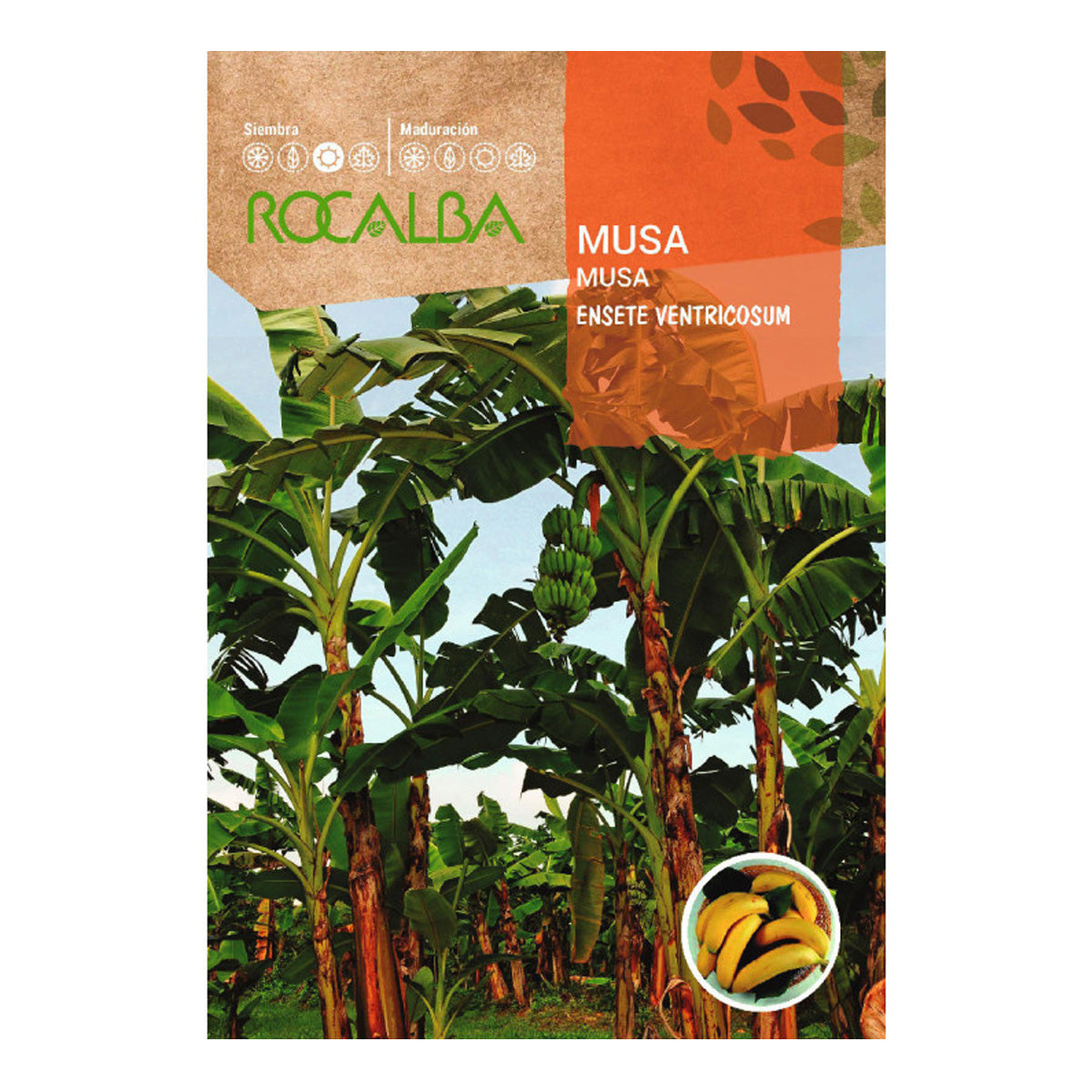 Musa banana seeds, Rocalba