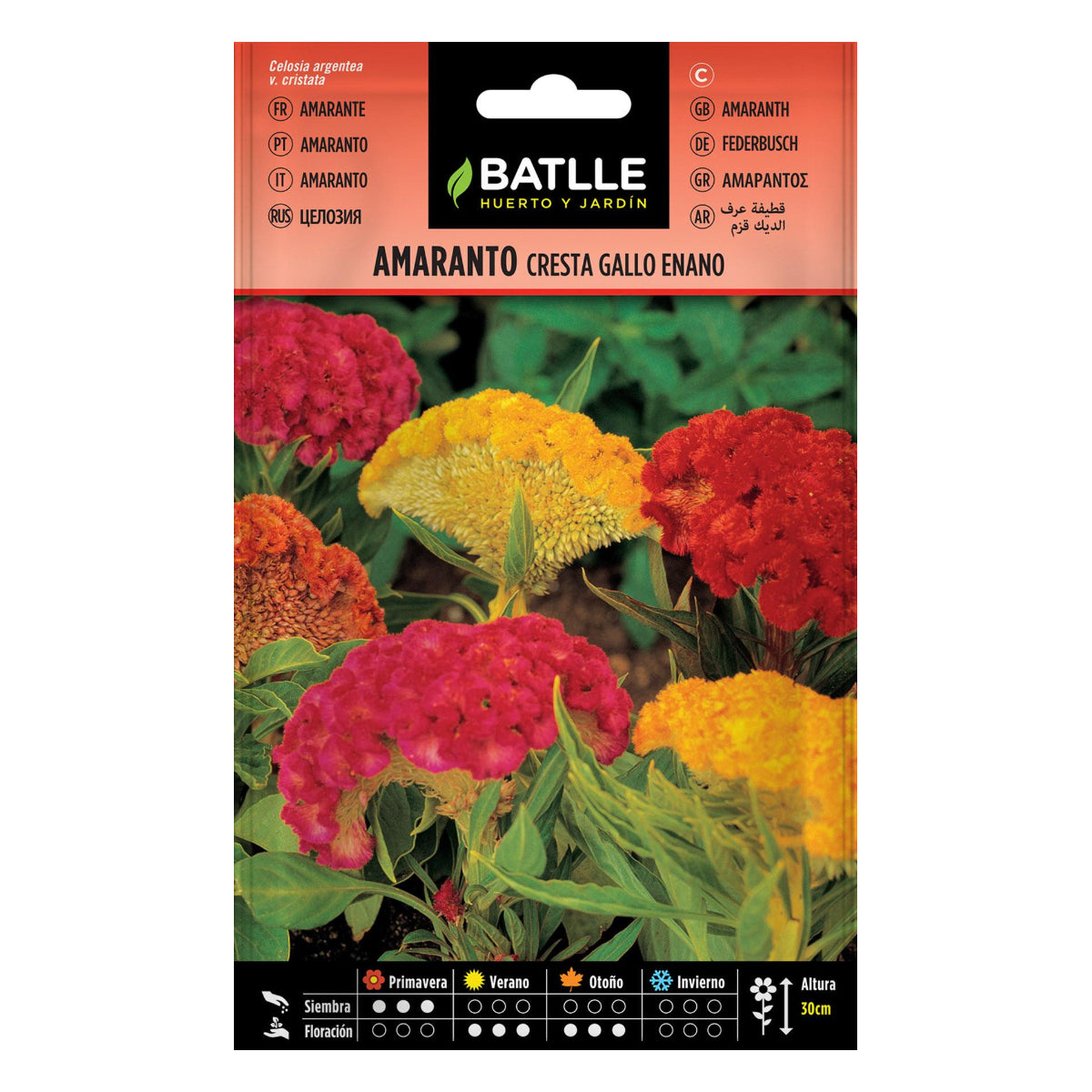Semi di amaranto cresta di gallo nano Batlle