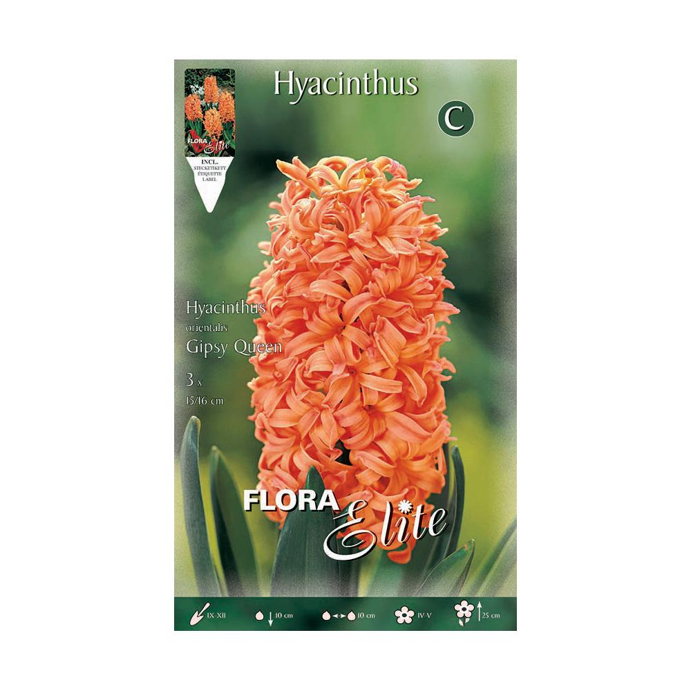 Bulbi di giacinto arancione 3 pz