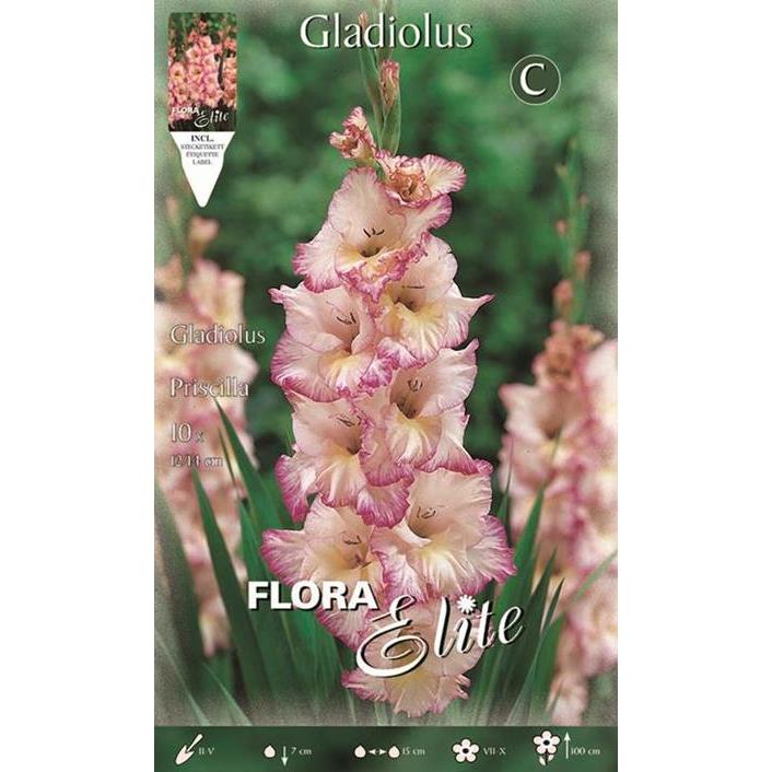 Vit gladioluslök med rosa ränder 10 st