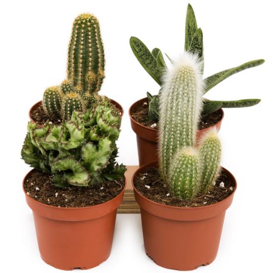 Cactus unidad 8.5 cm