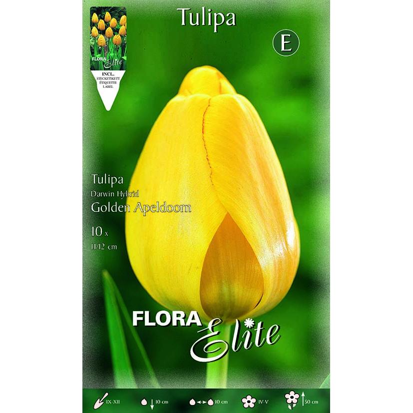 Gelbe Tulpenzwiebeln 10 Stück