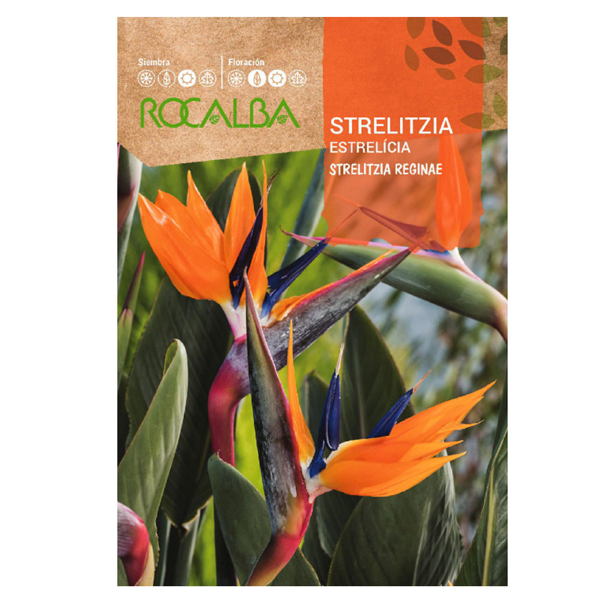Semi di uccello del paradiso Strelitzia, Rocalba