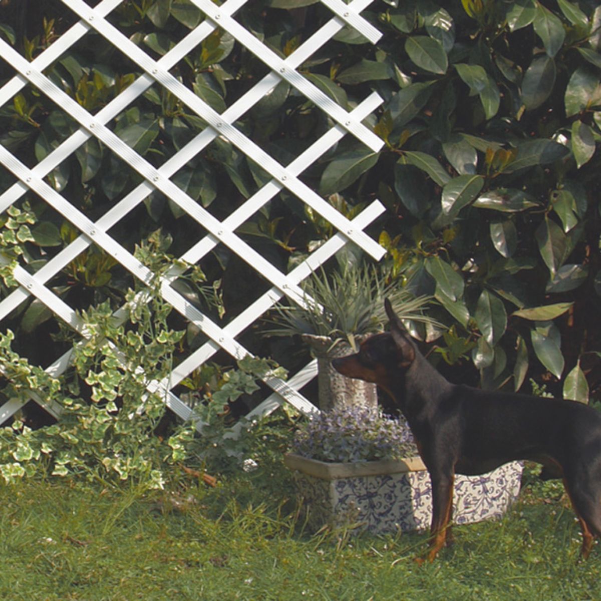 Uitrekbaar PVC-gaas 0,5x1,5 m wit Trelliflex Nortene