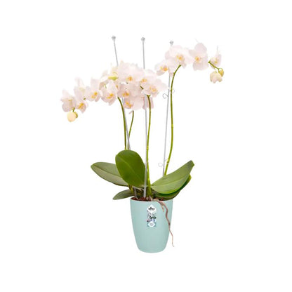 Brussels High Elho Translucent Orchid Pot