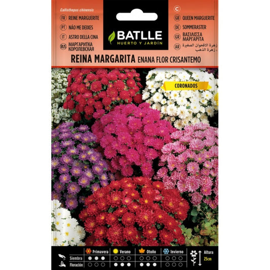 Samen der Zwerg-Margerite Chrysanthemenblüte Batlle