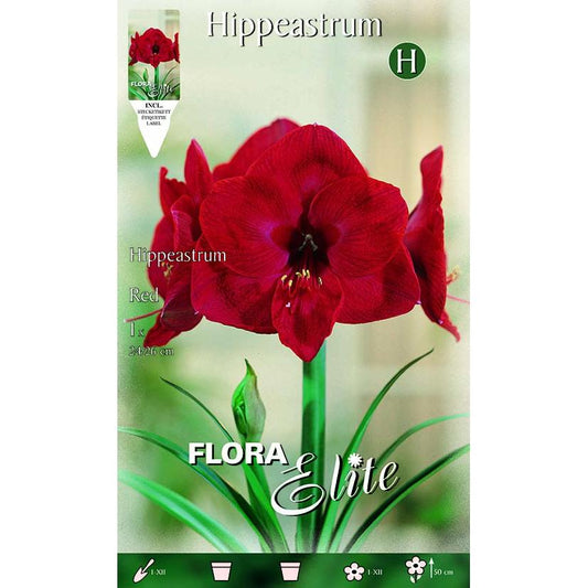 Bulbo Amarilis rosso 1 pz