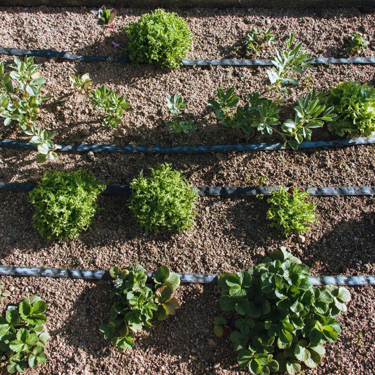 Rouleau d'exsudation Agro Planeta Huerto 25 m