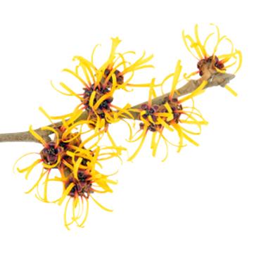 Deodorantspray 48 uur Basis Sensitiv Lavera 75 ml