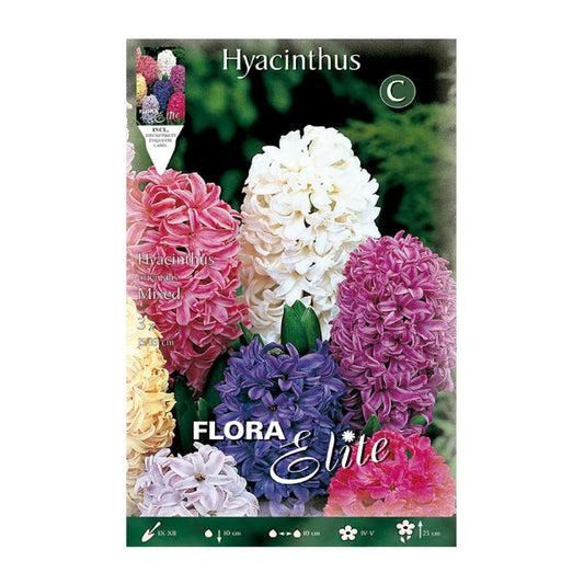 Hyacintlökar, blandning, 3 st