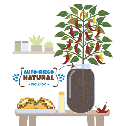 Kweekset voor binnen Snackpaprika's