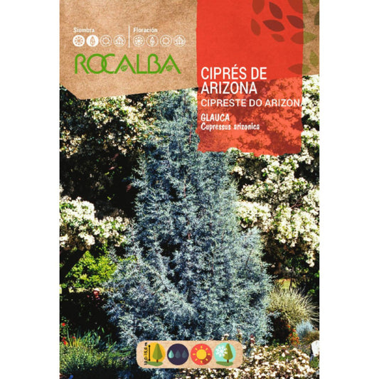 Samen der Arizona-Zypresse (Cipreses arizonica)