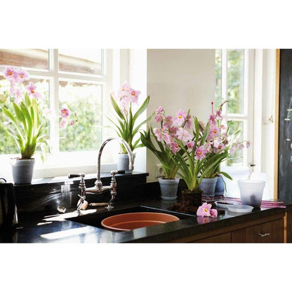 Orchideentopf Green Basics Elho Transparent 15 cm