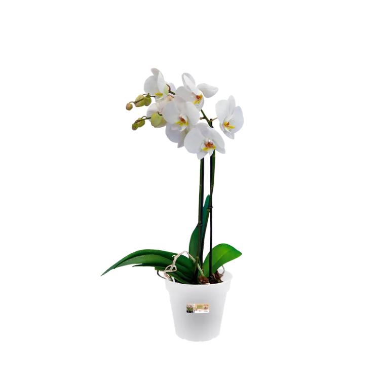 Pot pour orchidées Green Basics Elho transparent 13 cm