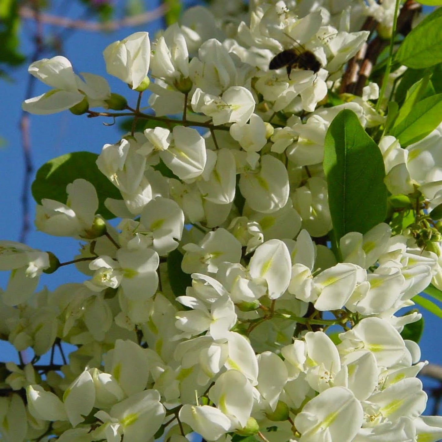 Miele di acacia biologico Bona Mel, 450 g