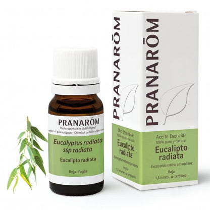 Etherische olie Eucalyptus radiata Pranarôm 10 ml