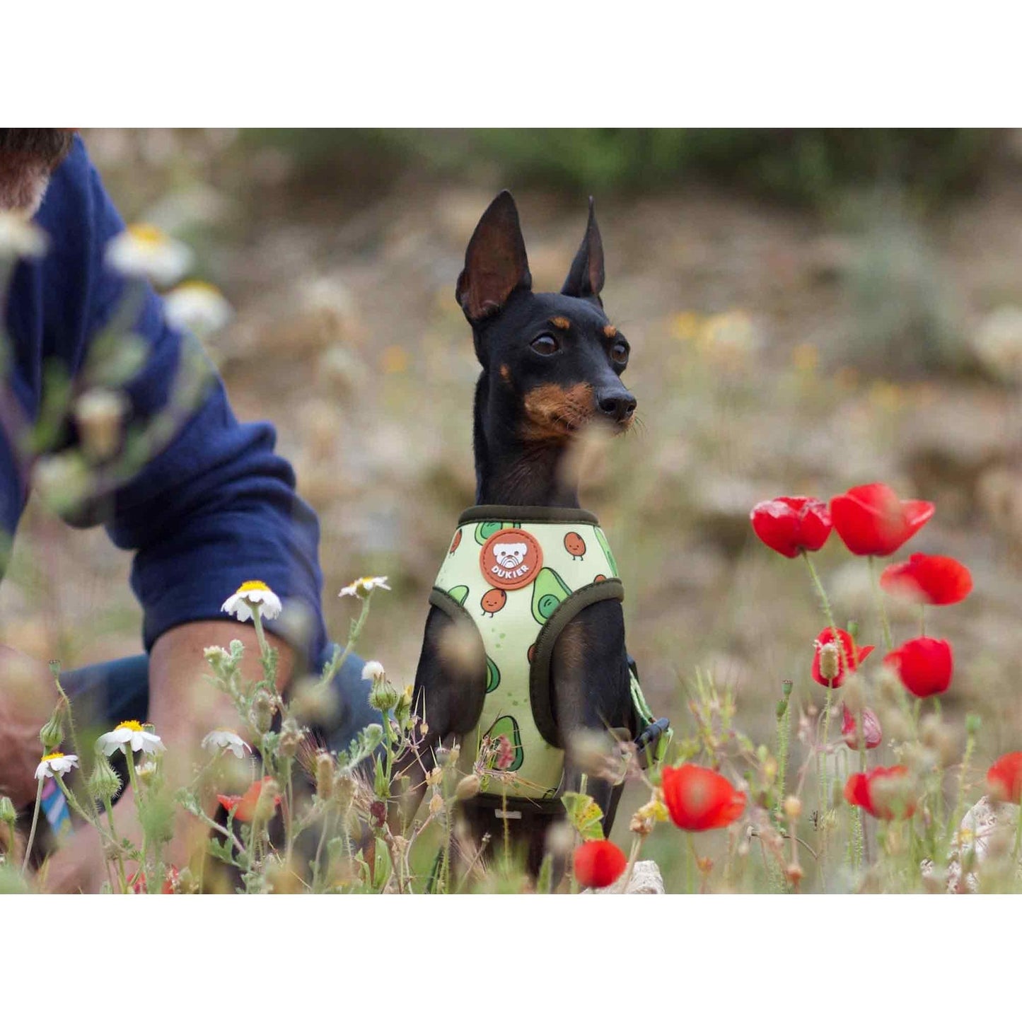 Harnais réversible pour chien AVOCADO Dukier XL