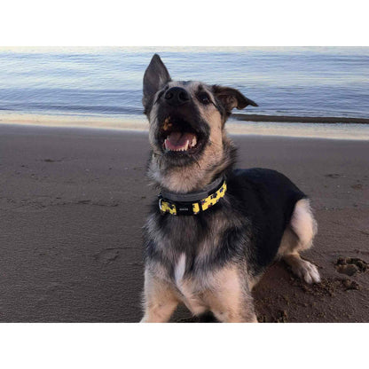 Hundehalsband SUPERDOG Dukier XS