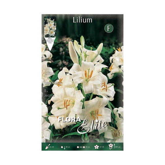 Bulbo di giglio Lilium candicum 1 pz