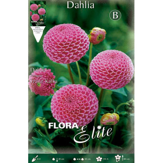 Bulbo Dalia Pom Pom rosa