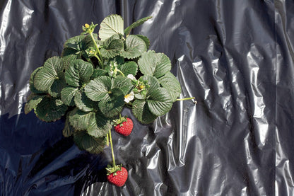 Fresafilm Nortene Polsterfolie 1,4 x 10 m