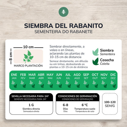 Graines bio de Radis rouge rond saxa Planeta Huerto