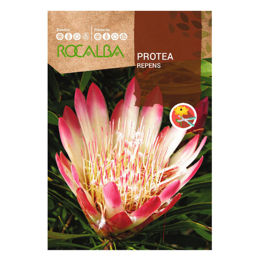 Protea Repens-Samen, Rocalba