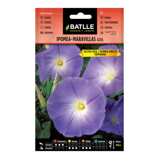 Graines d'Ipomea bleu Batlle
