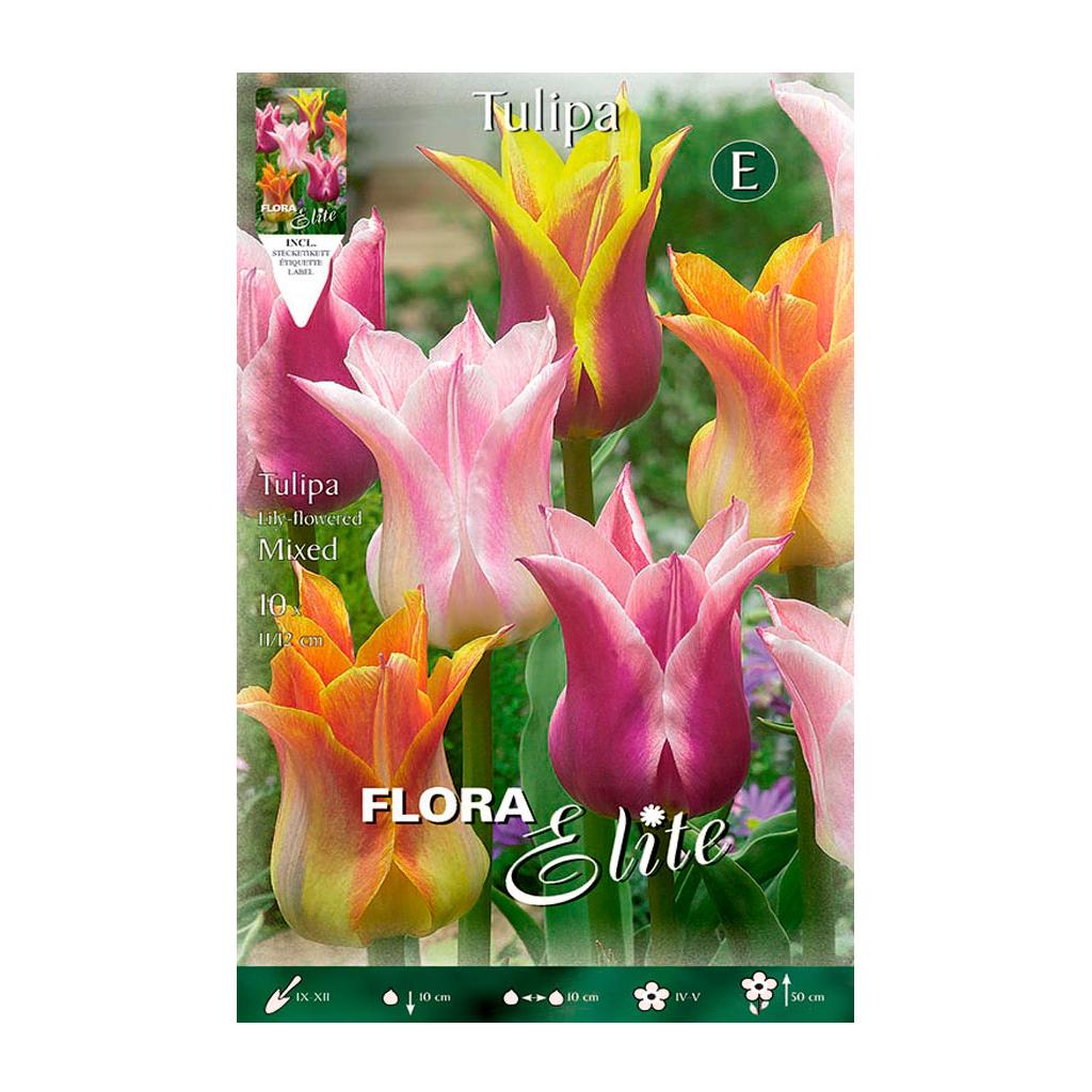Bollen Tulpenbloem mix 7 stuks