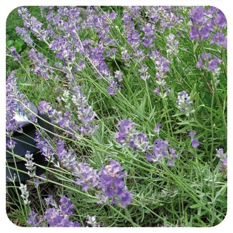 Etherische olie lavendel Pranarôm 10 ml