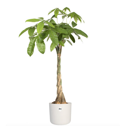 Blomkruka B.for Soft Round Elho Vit 22 cm