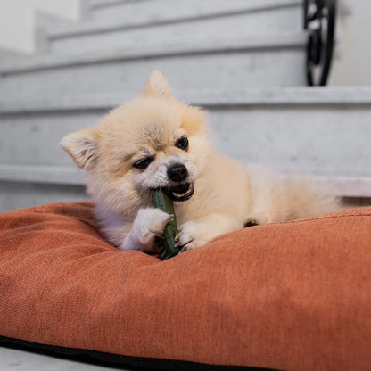 Garden Bites Veggie Toby Dental Snack für Hunde, 50 Stück, Duvo