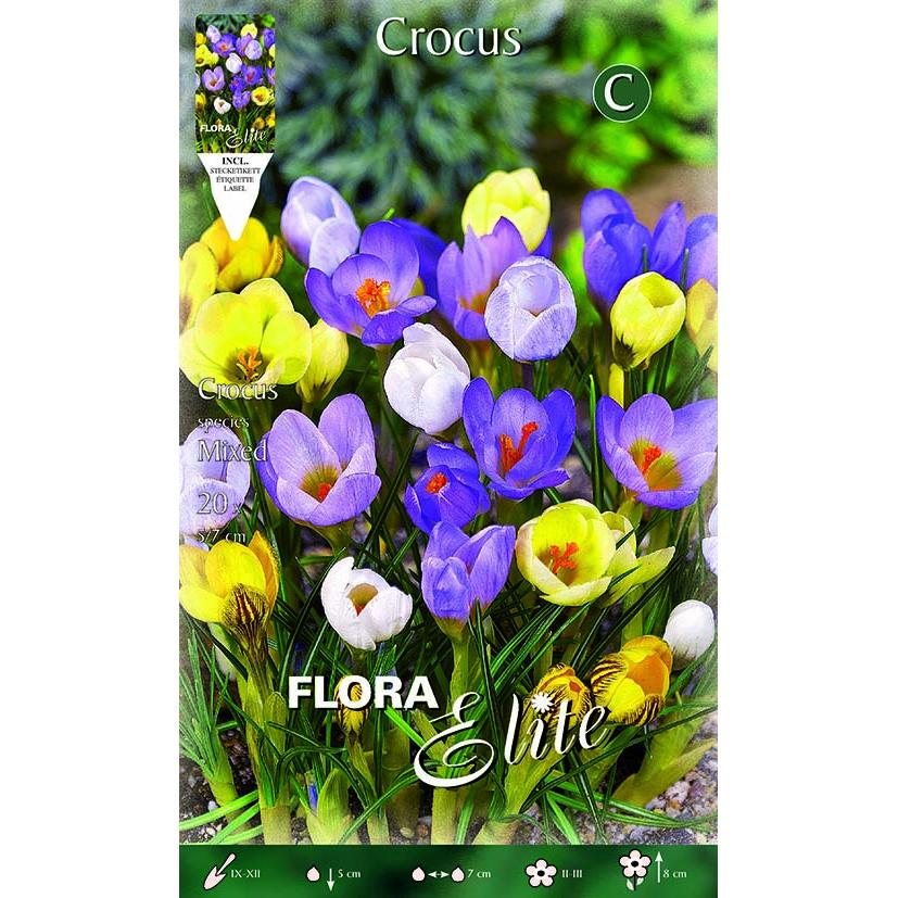 Bulbi Crocus mix di colori 15 pz