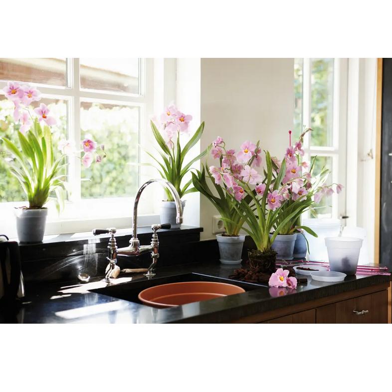 Doniczka na orchidee Green Basics Elho 14 cm