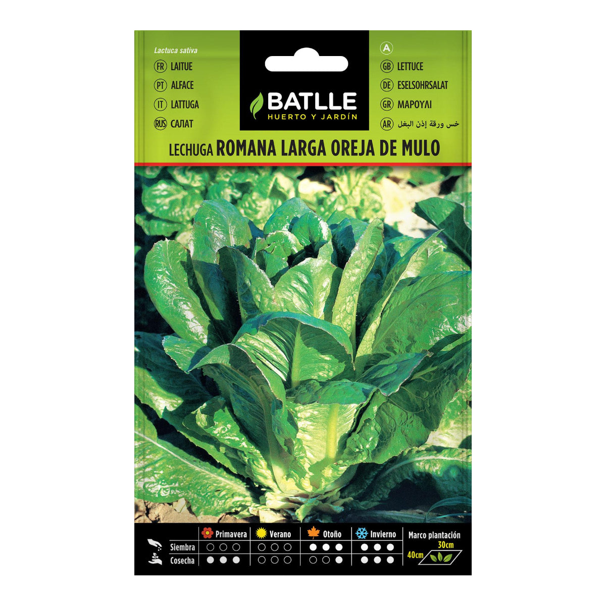 Zaden van  lange sla Oreja de Mulo