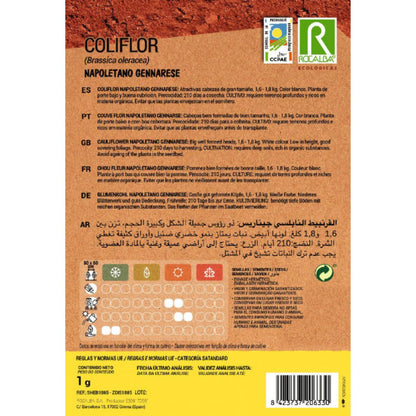 Semi di cavolfiore napoletano gennarese biologici Rocalba