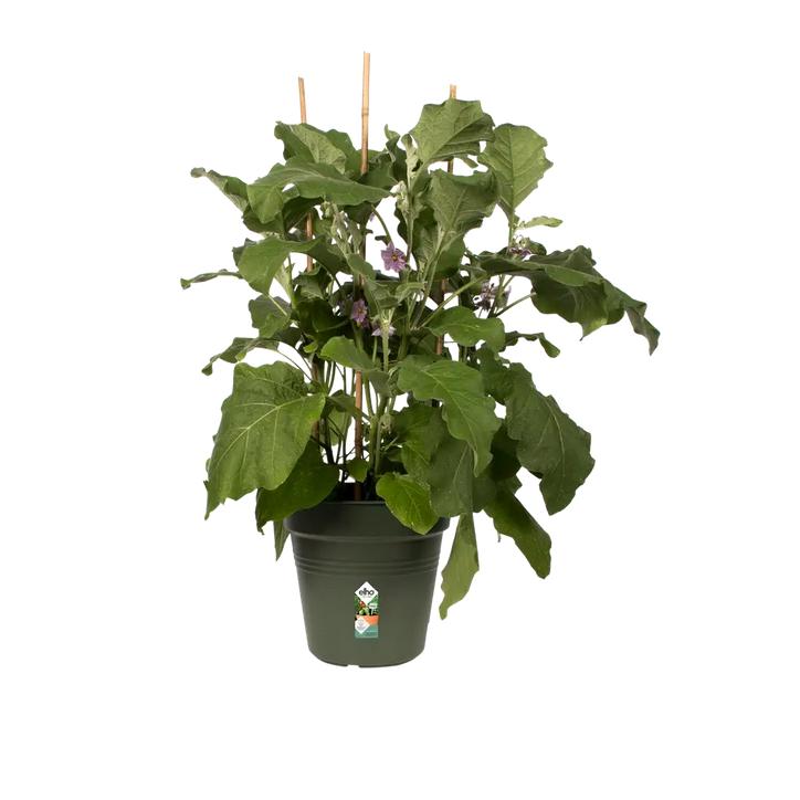 Blumentopf Green Basics Elho Grün 17 cm