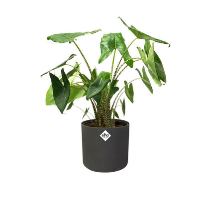 B.for Soft Round Elho Anthracite Plant Pot 16 cm