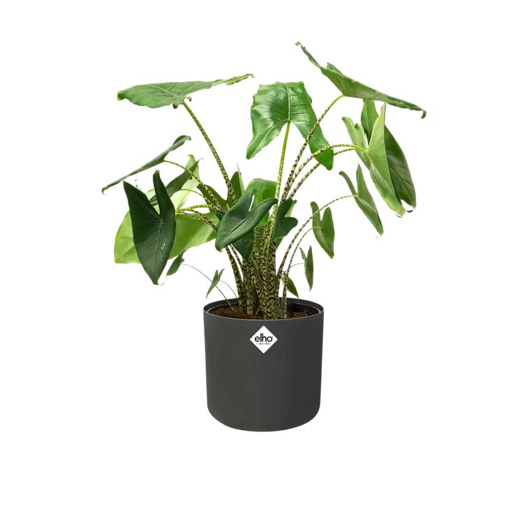 Blomkruka B.for Soft Round Elho Antracit 25 cm