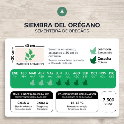 Bio Oregano Samen Planeta Huerto