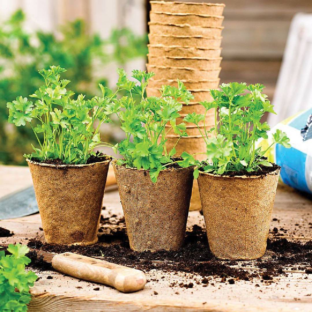 Sadzarka włóknista okrągła do rozsad Planeta Huerto 24 szt.