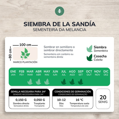 Pastèque douce cramoisie bio graines Planeta Huerto