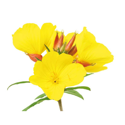 Onagran Nachtkerzenöl El Granero, 400+50 Kapseln 700 mg