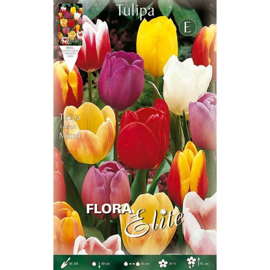 Tulip Bulb Mix 7 pcs