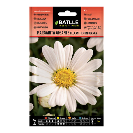 Nasiona stokrotki olbrzymiej Batlle