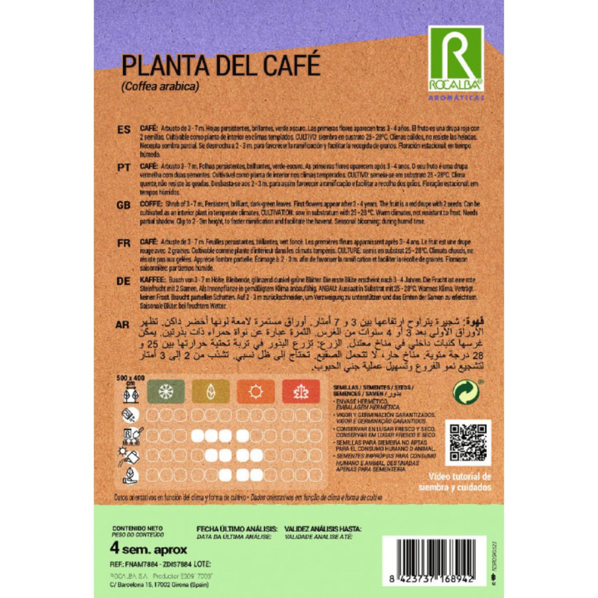 Graines de caféier