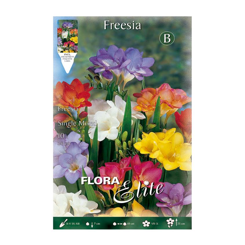 Cebulki frezji, podwójna mieszanka, 10 szt.